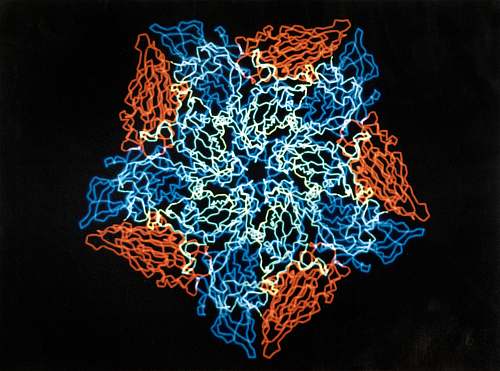 cold virus hrv14 red and blue cells virus
